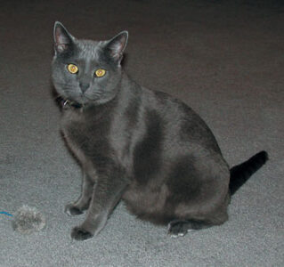 Pet Corner: Pet Surgery Recovery Image
